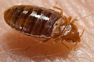 Bed Bug Exterminator NYC All Out Bed Bug Exterminating