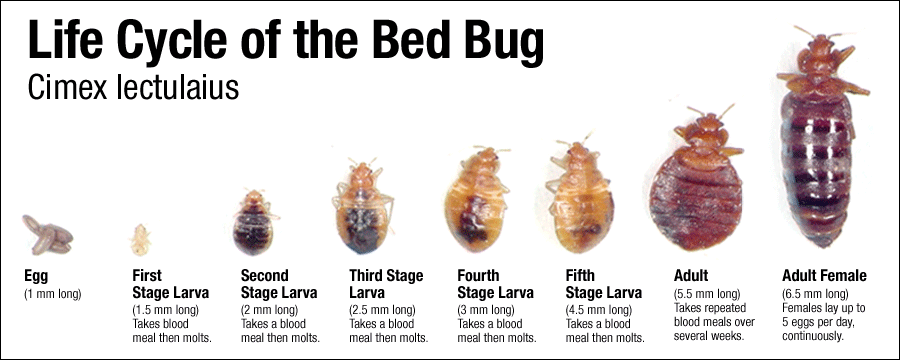 Bed Bug Exterminator New York City Fundamentals Explained